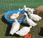 Aylesbury Ducks.jpg