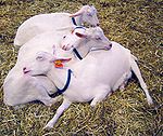 Goats sleeping DSC04008 crop color.jpg