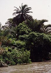 Typische Vegetation