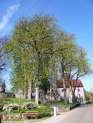 Baumgang bei Maßbach, 3.jpg