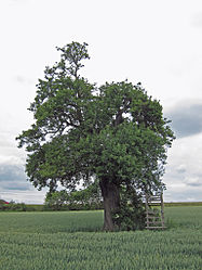 Birnbaum am Gänsegraben, 2.jpg