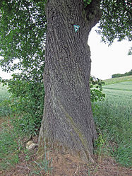 Birnbaum am Gänsegraben.jpg