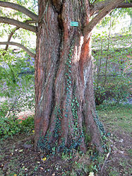 Urweltmammutbaum Gemünden, 3.jpg
