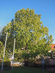 Urweltmammutbaum Gemünden, 4.jpg