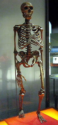 Skelett eines Neandertalers(American Museum of Natural History)
