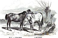 Camargue Landais 1861.jpg