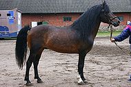 Estonian native horse.jpg