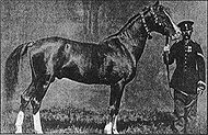 Karabakh horse - Alyetmez, photo 1867.jpg