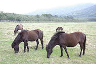 Tokara-Uma which eat a pasture.jpg