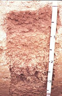 Miami soil profile.jpg