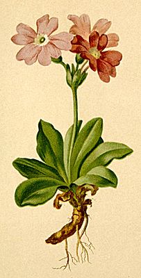 Primula spectabilis Atlas Alpenflora.jpg