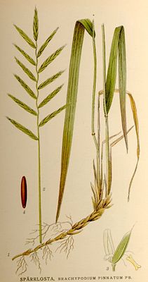 (Brachypodium pinnatum)