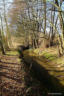 Die Kinsbeke in Herford nahe dem Diebrocker Friedhof