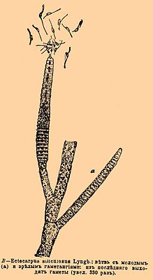 Zeichnung von Ectocarpus siliculosus