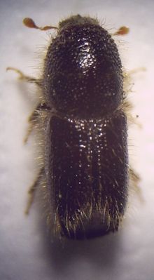 Kleiner achtzähniger Fichtenborkenkäfer (Ips amitinus)