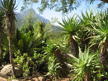 2006 02 Kirstenbosch 03.JPG