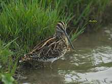 Common Snipe 0537.jpg