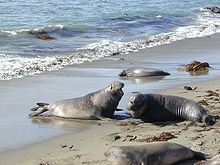 Elephant seal fight Part-2.jpg