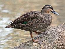 Pacific Black Duck (Anas superciliosa) RWD2.jpg