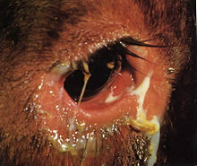 Detailfoto eines Rinderauges mit eitrigem Augenausfluss