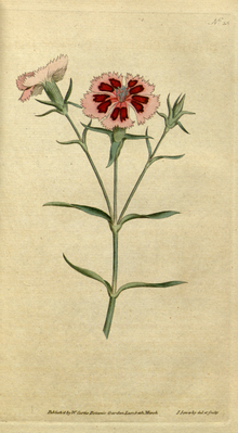 Illustration der Chinesischen Nelke (Dianthus chinensis)