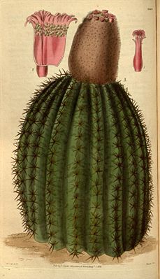 Fez-Kaktus oder Westindischer Türkenkopf-Kaktus (Melocactus intortus), Illustration.