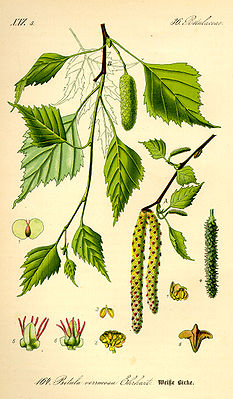 Illustration der Hänge-Birke (Betula pendula).  A Zweig mit männlichen Blütenkätzchen, 7 geflügelte Nussfrucht