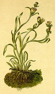 Gnaphalium hoppeanum Atlas Alpenflora.jpg