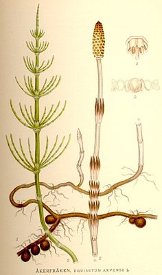 Acker-Schachtelhalm (Equisetum arvense)