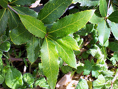 Blätter der endemischen Nightcap-Eiche