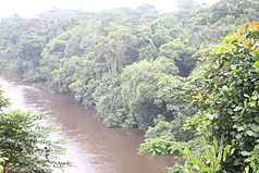 Der Fluss Dja bei Somalomo