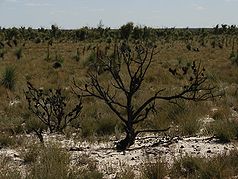 Typische aride Savannnenlandschaft im Zentrum des Little Desert
