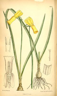 Alpenveilchen-Narzisse (Narcissus cyclamineus)