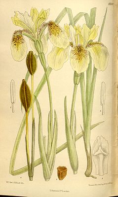 Iris wilsonii 136-8340.jpg