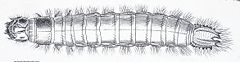 Agrypnus murinus larva Reitter.JPG