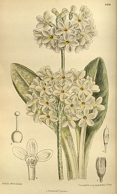 Illustration der Weißblütigen Primel (Primula chionantha)