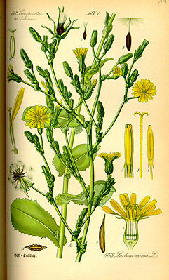 Gift-Lattich (Lactuca virosa), Illustration