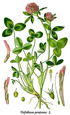 Wiesen-Klee (Trifolium pratense), die Typusart der Gattung
