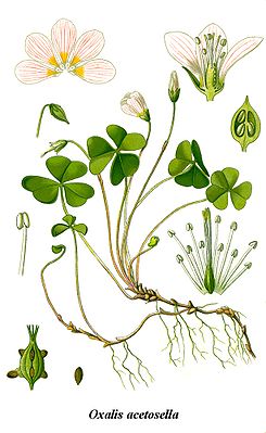 Waldsauerklee (Oxalis acetosella), Illustration