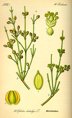 Meerträubel (Ephedra distachya)