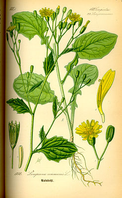 Gemeiner Rainkohl(Lapsana communis)