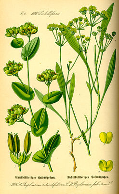 Rundblättriges Hasenohr (Bupleurum rotundifolium) und Sichelblättriges Hasenohr (B. falcatum), Illustration