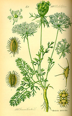Wilde Möhre (Daucus carota subsp. carota), Illustration