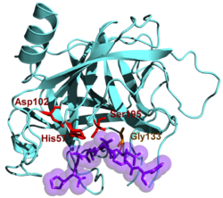 Chymotrypsin B