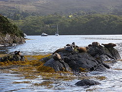 Robben, die man auf der Fahrt zur Insel sehen kann