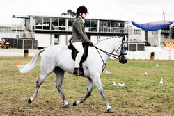 Australisches Pony, Show in Melbourne 2005