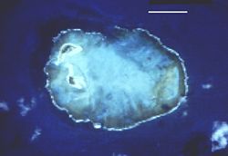 Satellitenbild des Rocas-Atolls