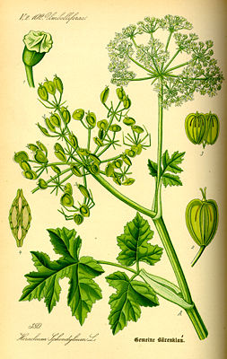 Wiesen-Bärenklau (Heracleum sphondylium), Illustration