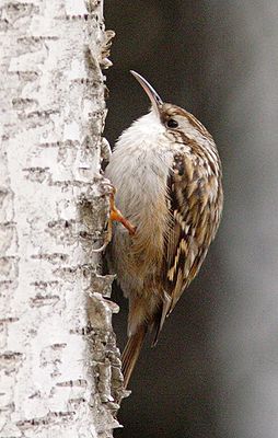 Gartenbaumläufer (Certhia brachydactyla)