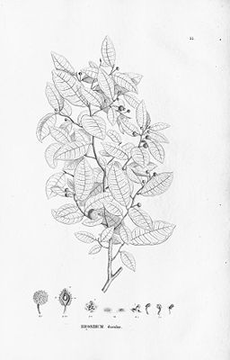 Schlangenholz (Brosimum guianense), Illustration.